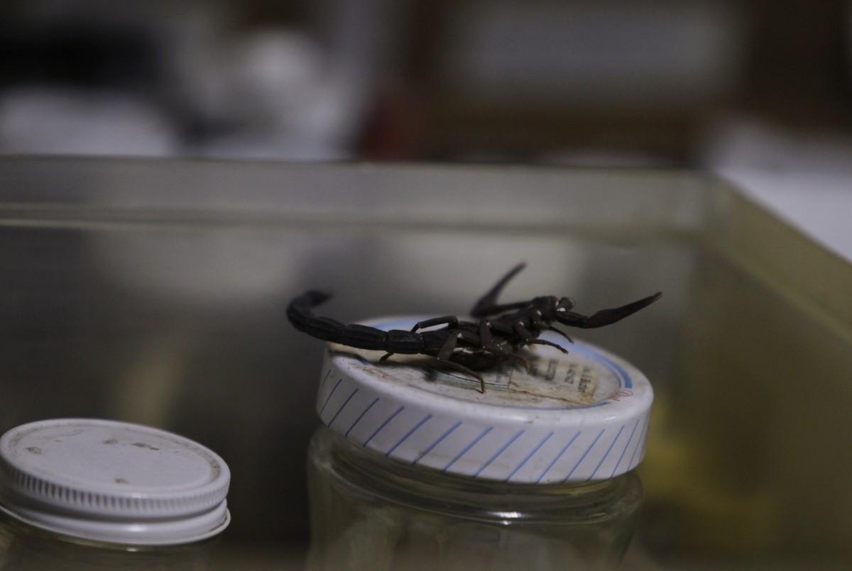 تصویر 4 از زهر عقرب استاندارد آزمایشگاهی با بسته بندی ایمن صادراتی پریمیوم
